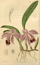 Botanical print by Augusta Innes Withers (née Baker) (1793-1877), an English natural history