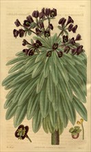 Botanical print by Sir William Jackson Hooker, FRS, 1785 â€ì 1865, English botanical illustrator.