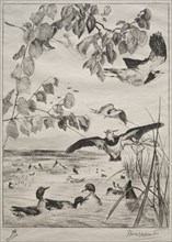 Lapwings and Teals, 1862. Félix Bracquemond (French, 1833-1914), Alfred Cadart. Etching; sheet: 40