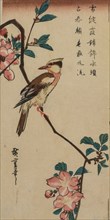 Korean Nightingale on Cherry Branch, early or mid 1830s. Ando Hiroshige (Japanese, 1797-1858).