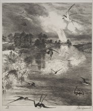 Swallows, 1882. Félix Bracquemond (French, 1833-1914). Etching; sheet: 42 x 33.1 cm (16 9/16 x 13