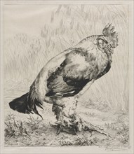 The Old Cock, 1882. Félix Bracquemond (French, 1833-1914), Dowdeswell. Etching and drypoint; sheet: