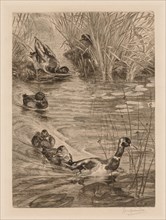 Ducks at play, c. 1870. Félix Bracquemond (French, 1833-1914). Etching and drypoint; sheet: 55.3 x