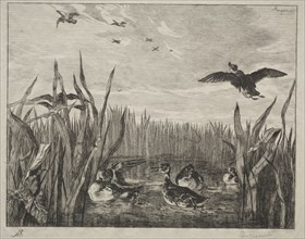 Teal, 1853. Félix Bracquemond (French, 1833-1914). Etching; sheet: 28 x 40.3 cm (11 x 15 7/8 in.);