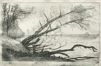 Old Sycamore, 1877. Otto H. Bacher (American, 1856-1909). Etching