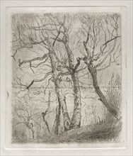Trees, 1878. Otto H. Bacher (American, 1856-1909). Etching