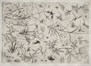 Dinner Service (Rousseau service): Flowers and Insects (no. 15), 1866. Félix Bracquemond (French,