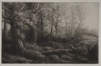 A Woodland Study. Alphonse Legros (French, 1837-1911). Etching