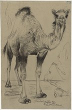 Dromedary, 1894. Richard Müller (Austrian, 1874-1930). Black chalk or crayon (?) (rubbed in