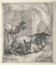 Goat and Donkeys. Johann Heinrich Roos (German, 1631-1685). Etching