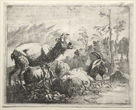 Goats, 1665. Johann Heinrich Roos (German, 1631-1685). Etching
