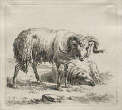 Ram and Sheep. Nicolaes Berchem (Dutch, 1620-1683). Etching