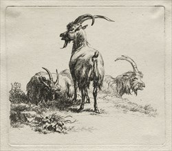 Three Goats. Nicolaes Berchem (Dutch, 1620-1683). Etching