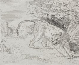 A Trapped Tiger, 1854. Eugène Delacroix (French, 1798-1863). Cliché-verre