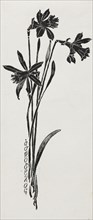 Daffodils. Harry Fenn (American, 1838/45-1911). Pen and ink;