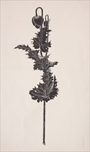 Flower Study. Harry Fenn (American, 1838/45-1911). Process cut