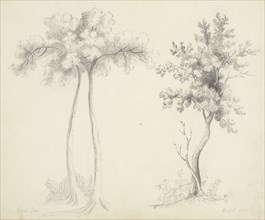 Studies of Upas and Maple Trees. Mary Altha Nims (American, 1817-1907). Pencil