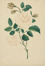 Damask Rose. Mary Altha Nims (American, 1817-1907). Watercolor