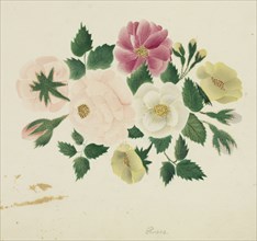 June Roses. Mary Altha Nims (American, 1817-1907). Watercolor;