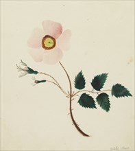 Wild Rose. Mary Altha Nims (American, 1817-1907). Watercolor;