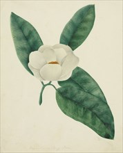 Magnolia. Mary Altha Nims (American, 1817-1907). Watercolor