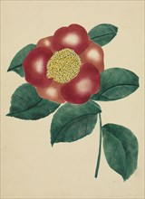 Chinese Flower. Mary Altha Nims (American, 1817-1907). Watercolor
