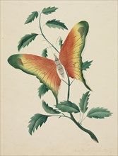 Rose Bush and Butterfly. Mary Altha Nims (American, 1817-1907). Watercolor; sheet: 23.6 x 21 cm (9