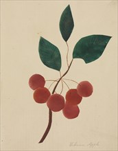 Siberian Apple. Mary Altha Nims (American, 1817-1907). Watercolor