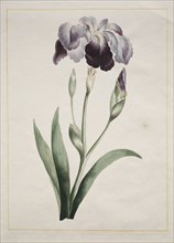 Japanese Iris (Large Blue Iris), 1801. John Edwards (British). Etching, hand colored; image: 32.4 x