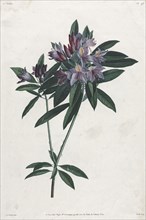 Pontic Rhododendron, 1805. Jean Louis Prévost. Stipple and roulette