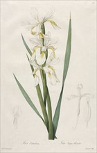 Gold-banded Iris, 1812. Henry Joseph Redouté (French, 1766-1853). Stipple, roulette and line