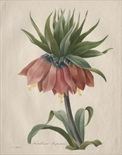 Crown Imperial Fritillary, 1827. Henry Joseph Redouté (French, 1766-1853). Stipple, roulette and