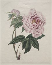 Chinese Tree Peony (Paeonia suffruticosa), c. 1820. Smith (British). Engraving