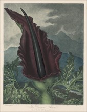 The Dragon Arum, Black Calla or Solomon's Lily, 1799-1807. Robert John Thornton (British,