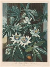 The Blue Passion-flower, 1799-1807. Robert John Thornton (British, 1768-1837). Aquatint, stipple,