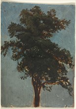 Tree Study, second third 1800s. Attributed to Alexandre Calame (Swiss, 1810-1864). Oil; sheet: 23.2