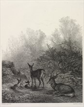 Deer at Rest. Karl Bodmer (Swiss, 1809-1893). Lithograph