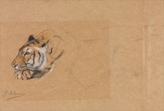 Tiger. John Macallan Swan (British, 1847-1910). Charcoal and chalk; sheet: 27.9 x 38.2 cm (11 x 15