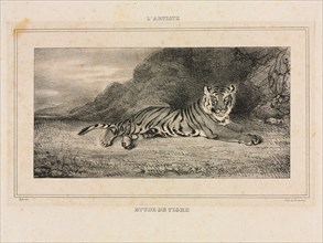 Study of a Tiger, 1832. Antoine-Louis Barye (French, 1796-1875). Lithograph; sheet: 22 x 29.4 cm (8
