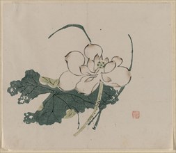 Lotus Blossom, 1368-1644. China, Ming dynasty (1368-1644) or later. Color woodblock print; overall: