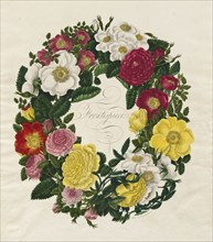 A Wreath of Roses, 1799. Mary Lawrence (British). Etching and stipple, hand colored; sheet: 48.3 x