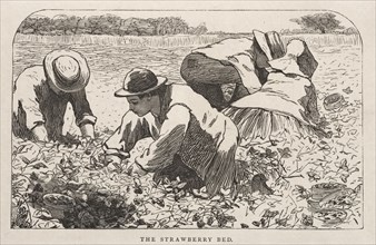 The Strawberry Bed, 1868. Winslow Homer (American, 1836-1910). Wood engraving