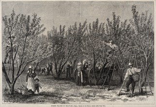 Picking Peaches in Delaware. Winslow Homer (American, 1836-1910). Wood engraving