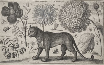 Animals and Plants:  Leopard with Plants and Insects, 1662. Wenceslaus Hollar (Bohemian, 1607-1677)