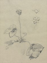 Anemone. John La Farge (American, 1835-1910). Pencil