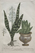 Aloes. Bartholomaus Seutter (German, 1678-1754), Johann Jakob Haid (German, 1704-1767). Engraving