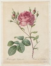 Rosa Centifolia Anglica Rubra, 1817-1824. Henry Joseph Redouté (French, 1766-1853). Stipple and