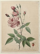 The Roses: China or Bengal Rose, 1817-1824. Henry Joseph Redouté (French, 1766-1853), after Bessin
