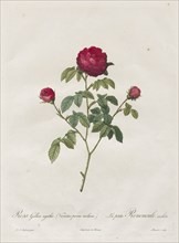 Provence or French Rose, 1817-1824. Henry Joseph Redouté (French, 1766-1853). Stipple and line