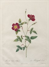 Rosa Indica Stelligera, 1817-1824. Henry Joseph Redouté (French, 1766-1853). Stipple and line